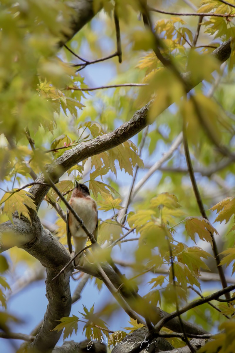 Пісняр-лісовик каштановий - ML645090245
