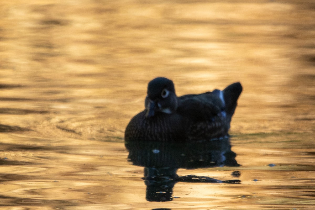 Wood Duck - ML645090246