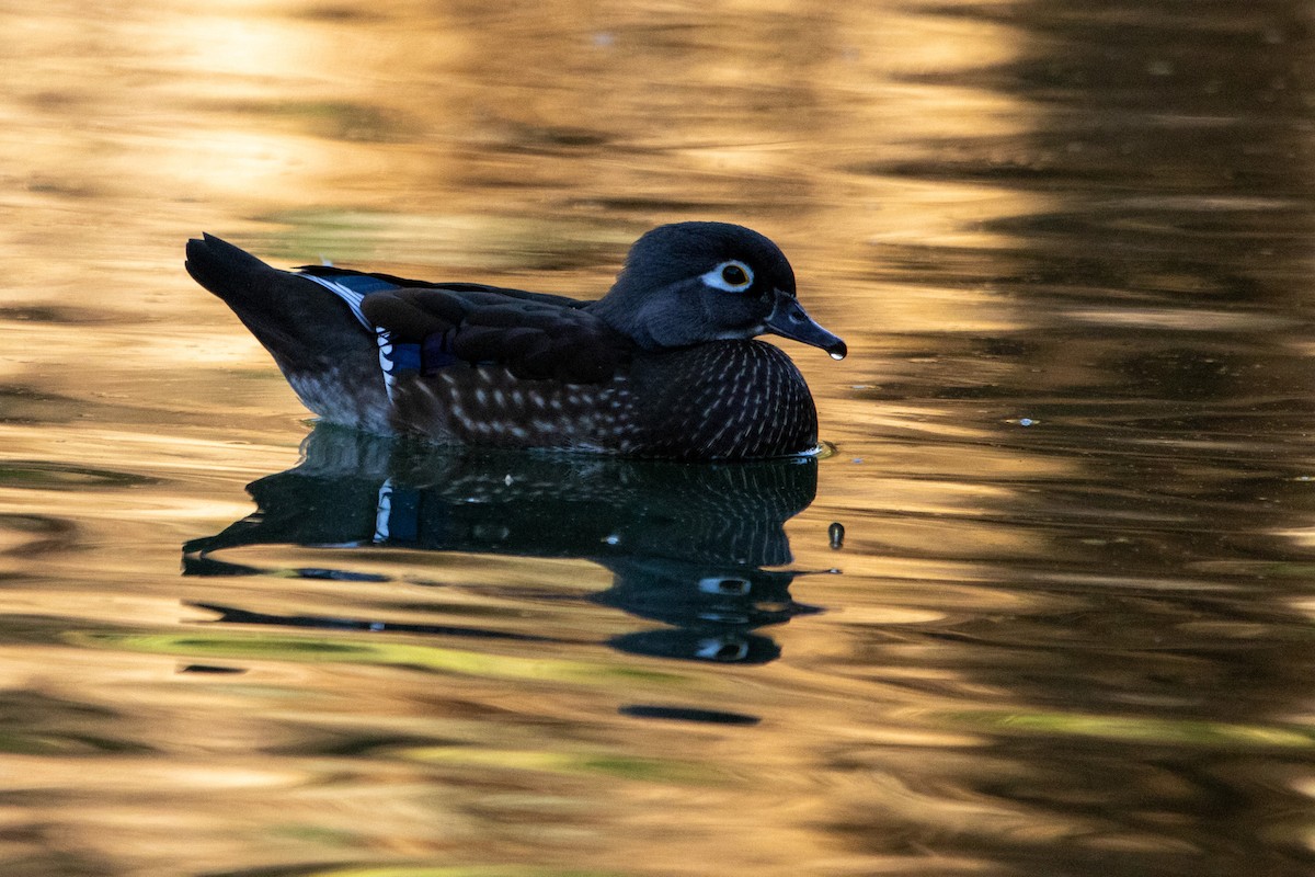 Wood Duck - ML645090247