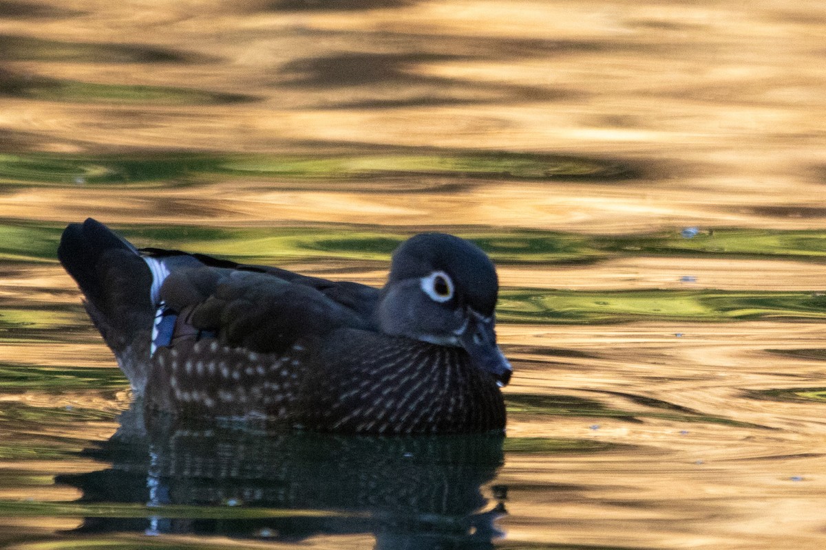Wood Duck - ML645090248