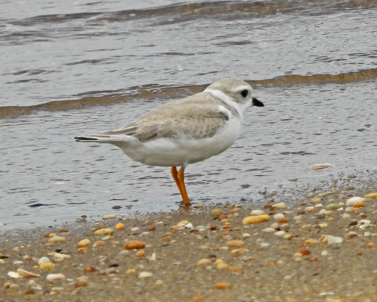 Piping Plover - ML645090251