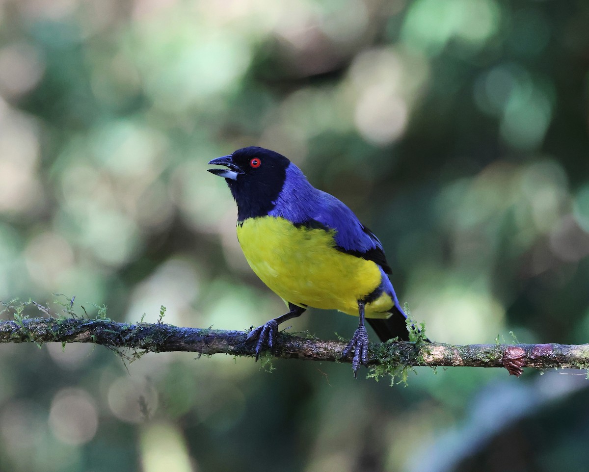 Hooded Mountain Tanager - ML645090255