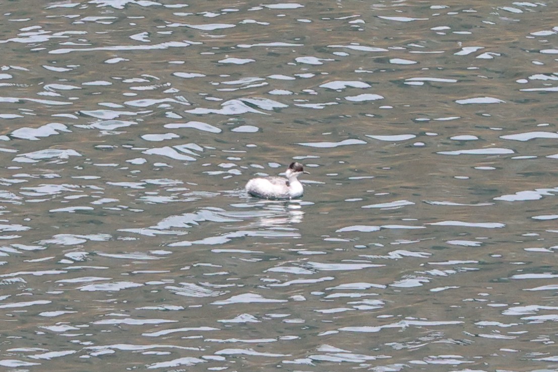 Silvery Grebe - ML645090259