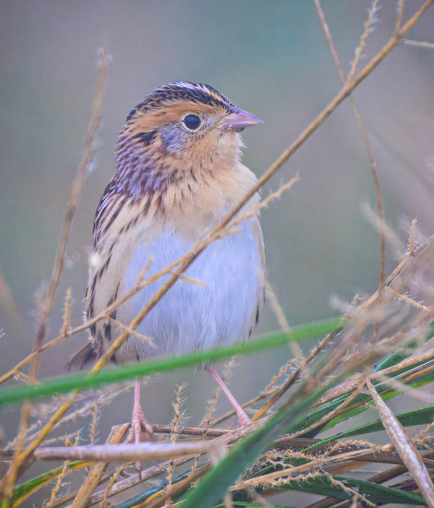 LeConte's Sparrow - ML645090272