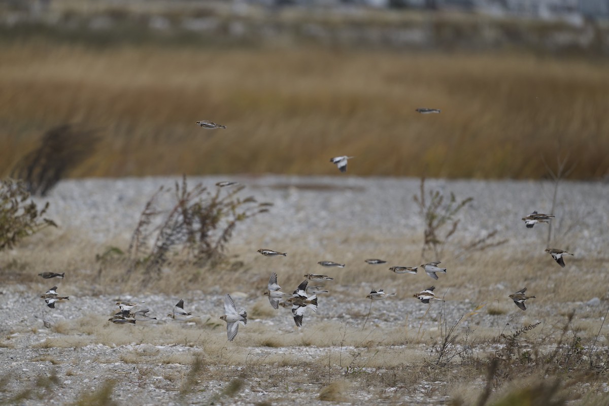 Snow Bunting - ML645090281