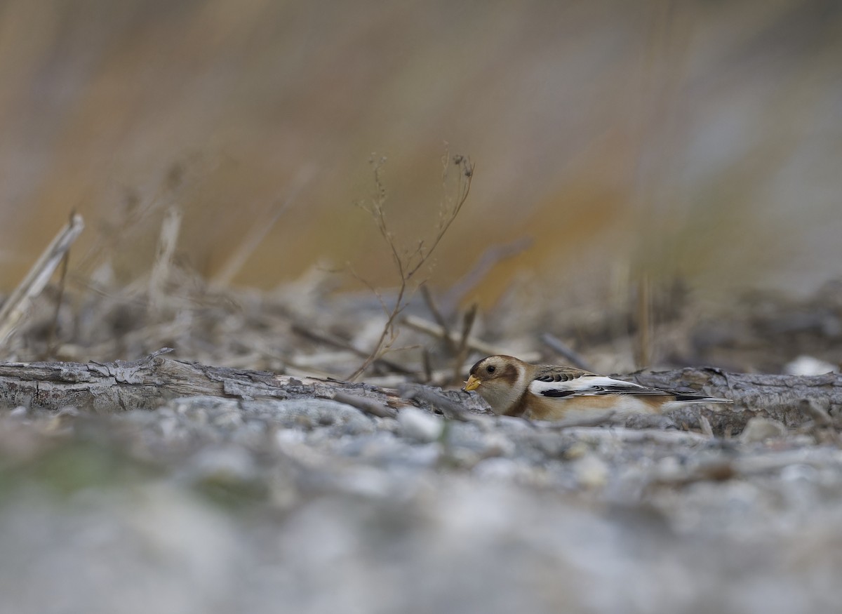 Snow Bunting - ML645090283