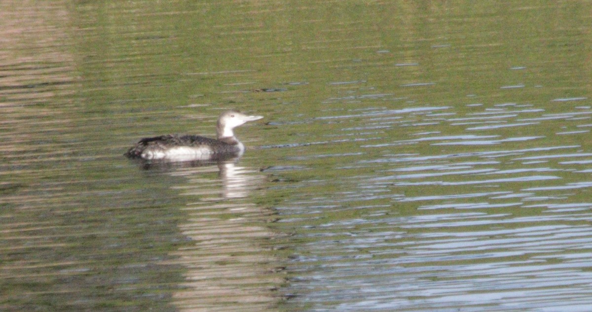 Common Loon - ML645090284