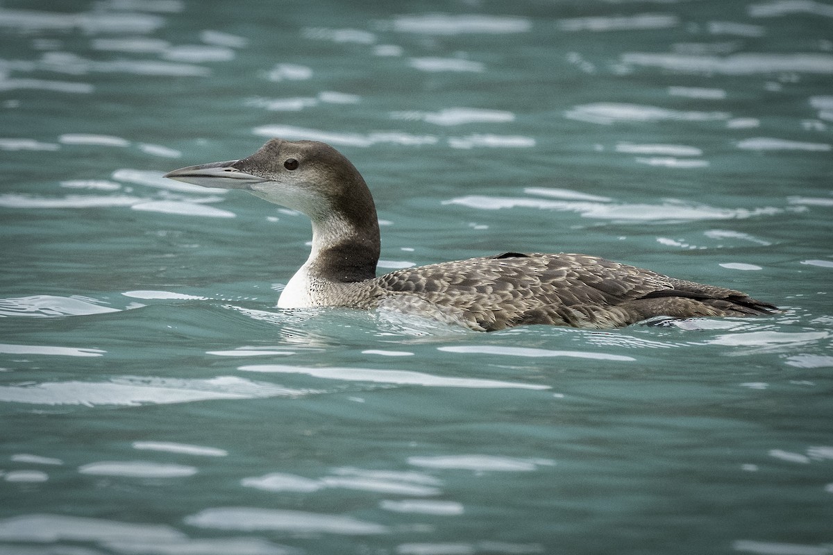 Common Loon - ML645090285