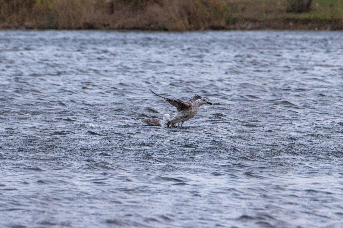 Büyük Kara Sırtlı Martı - ML645090286