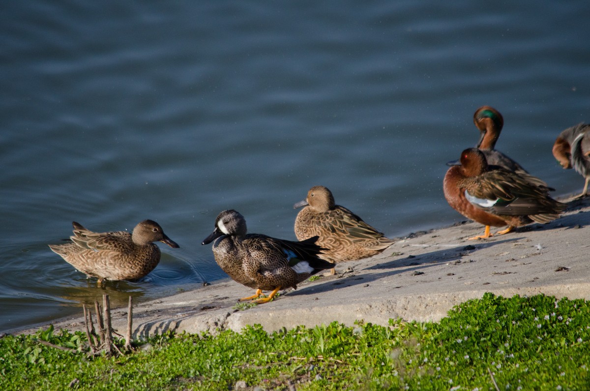 Blue-winged Teal - ML645090301