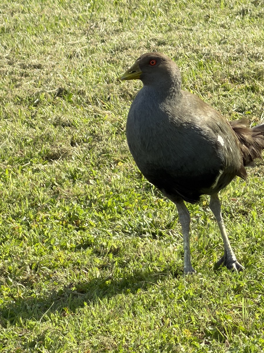Tasmanian Nativehen - ML645090303