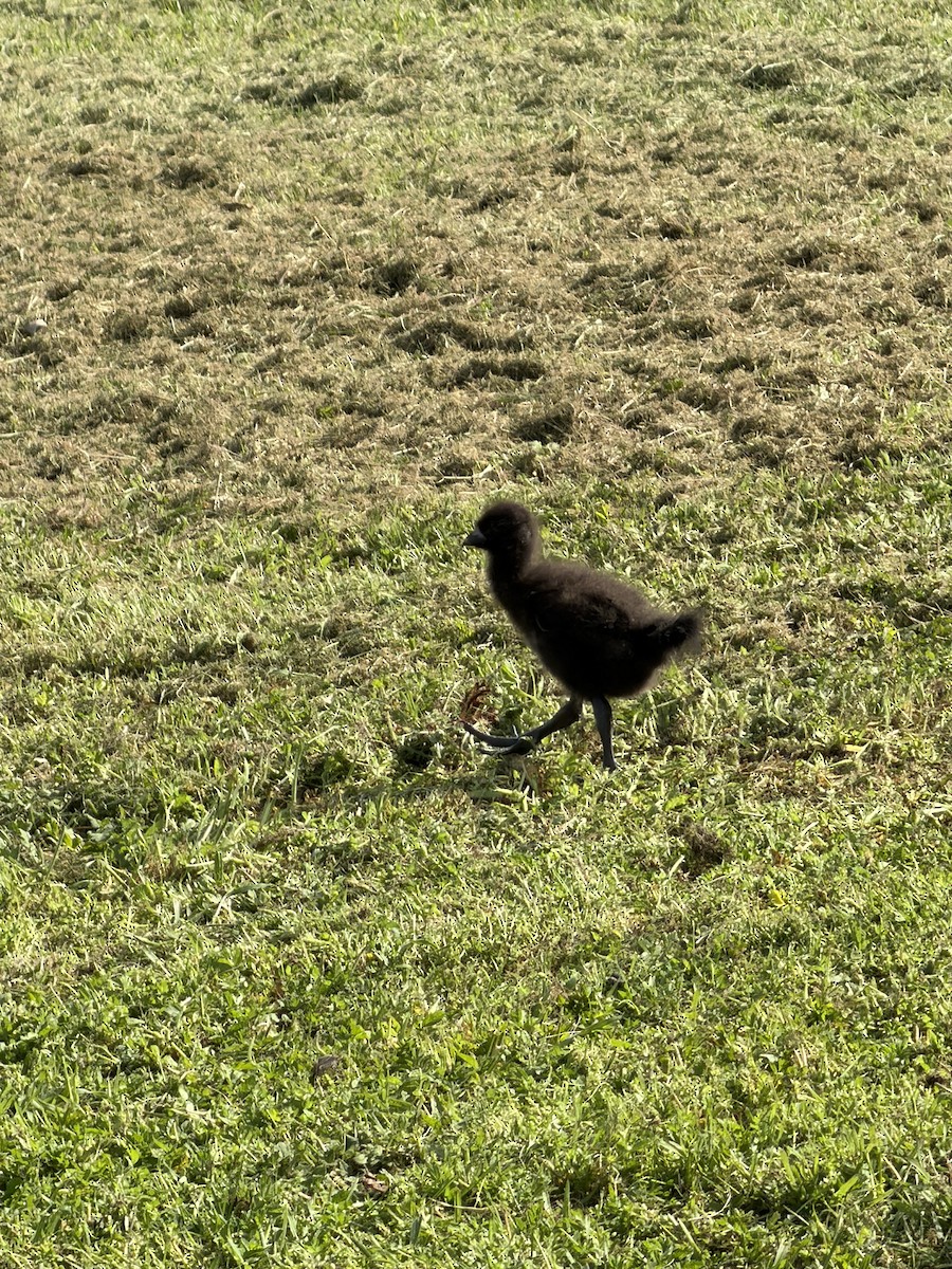 Tasmanian Nativehen - ML645090304