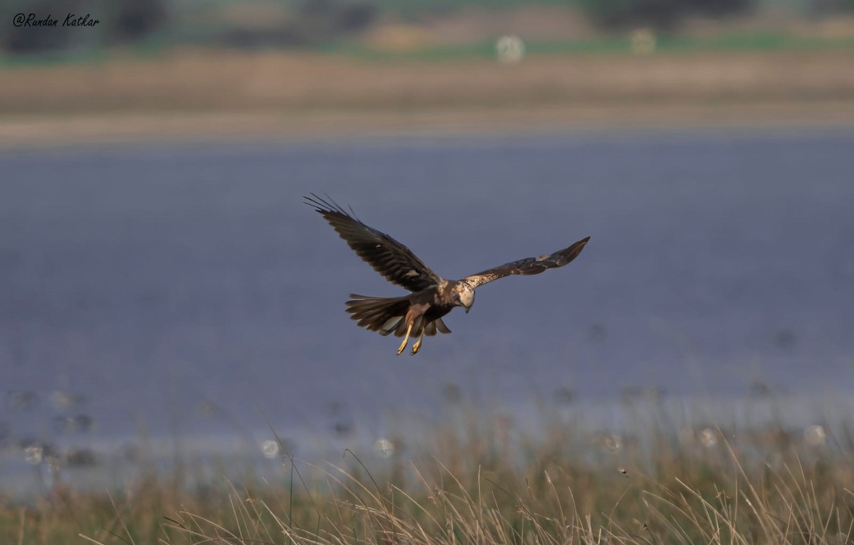 Western Marsh Harrier - ML645090308