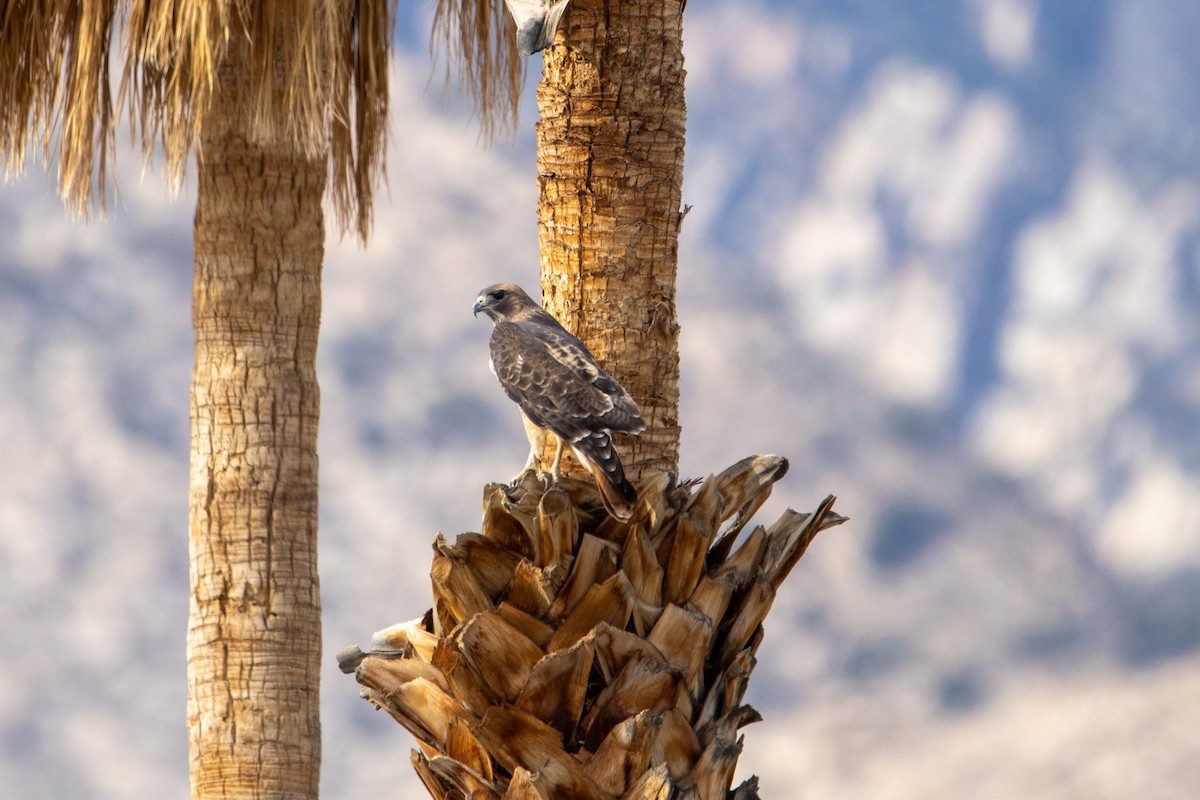 Red-tailed Hawk - ML645090318