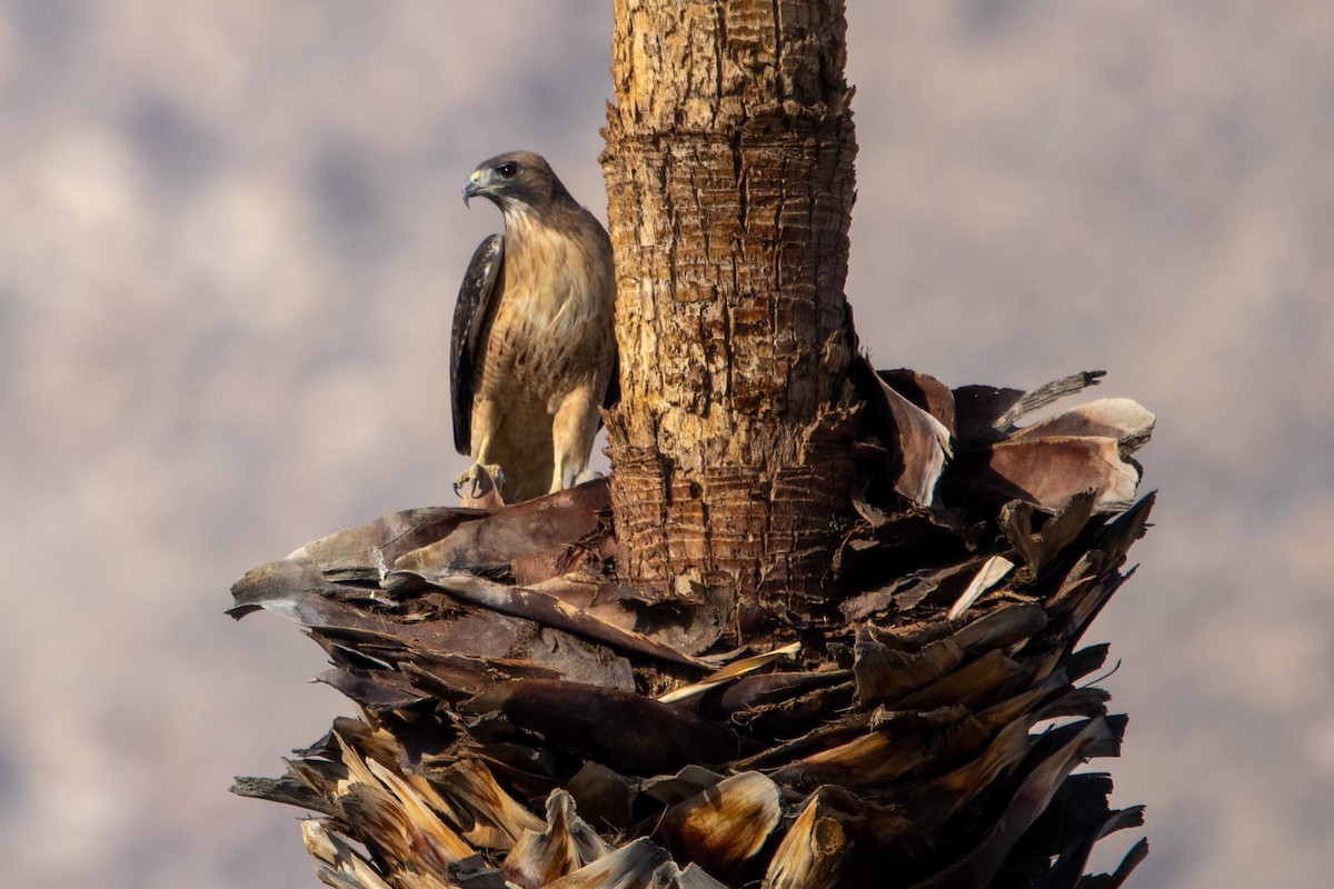 Red-tailed Hawk - ML645090319
