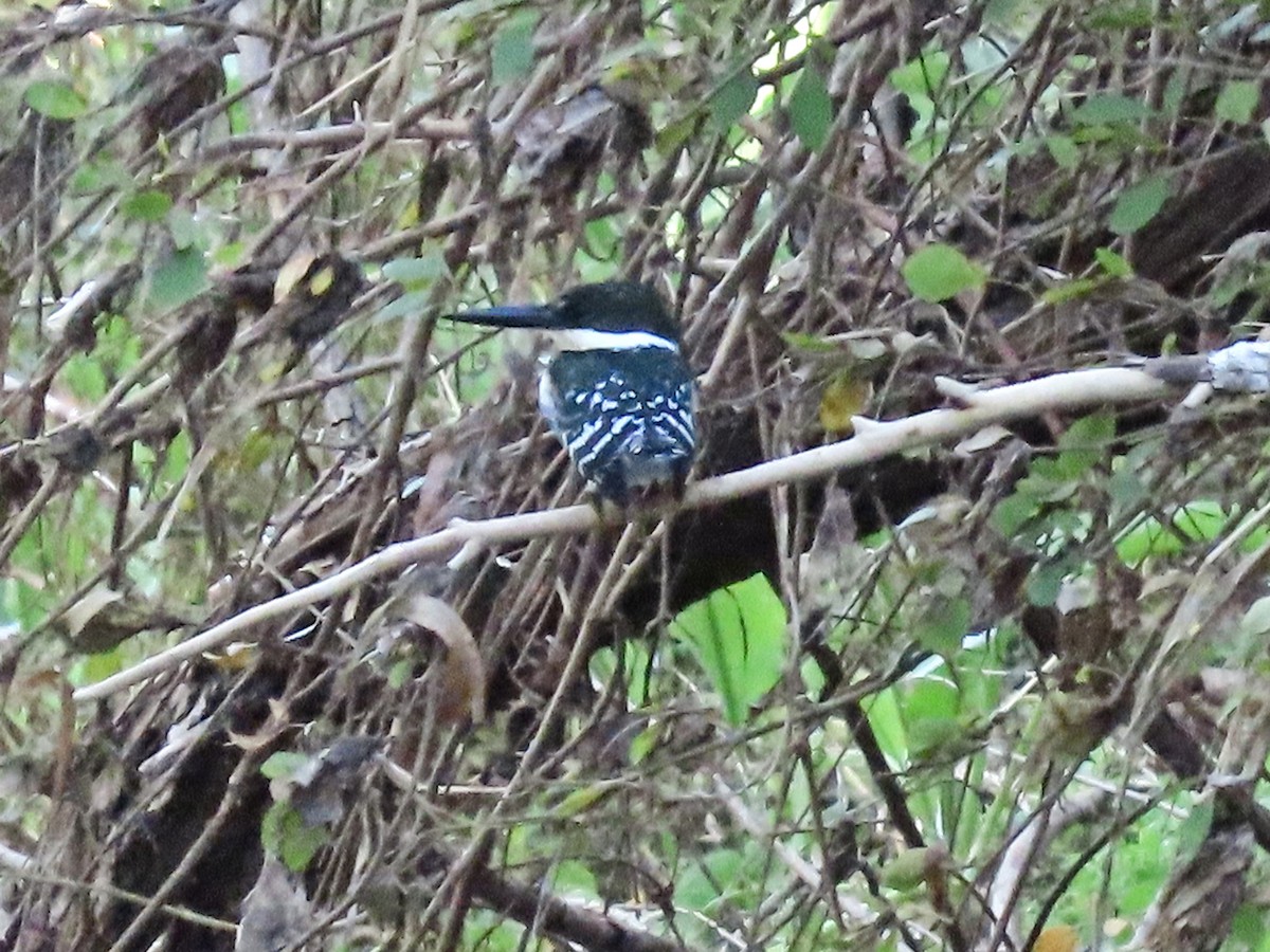 Green Kingfisher - ML645090353