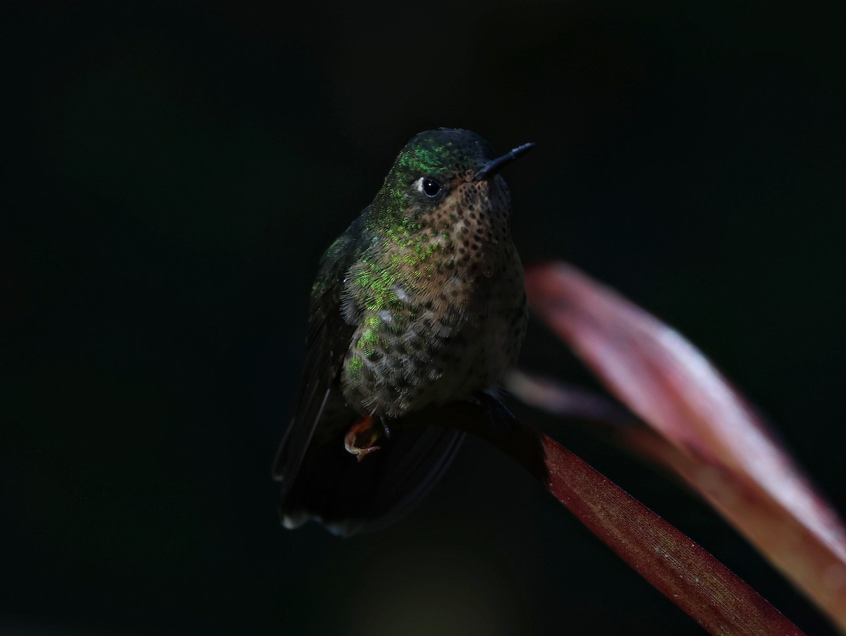 Tyrian Metaltail - ML645090370