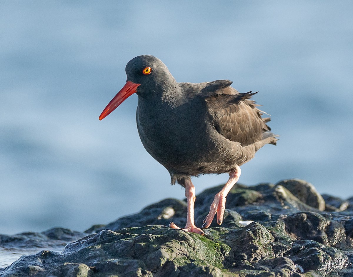 Black Oystercatcher - ML645090372