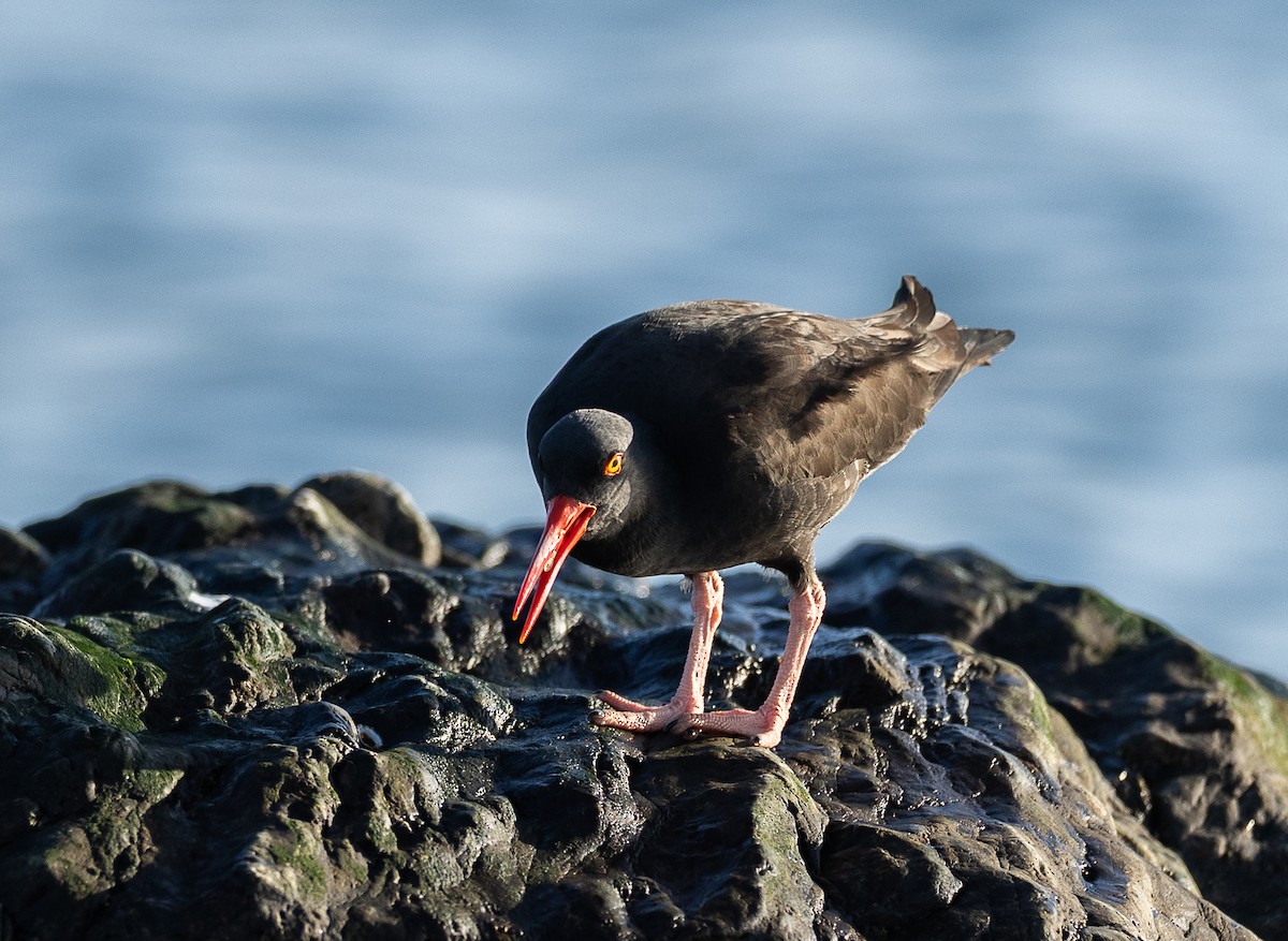Black Oystercatcher - ML645090373