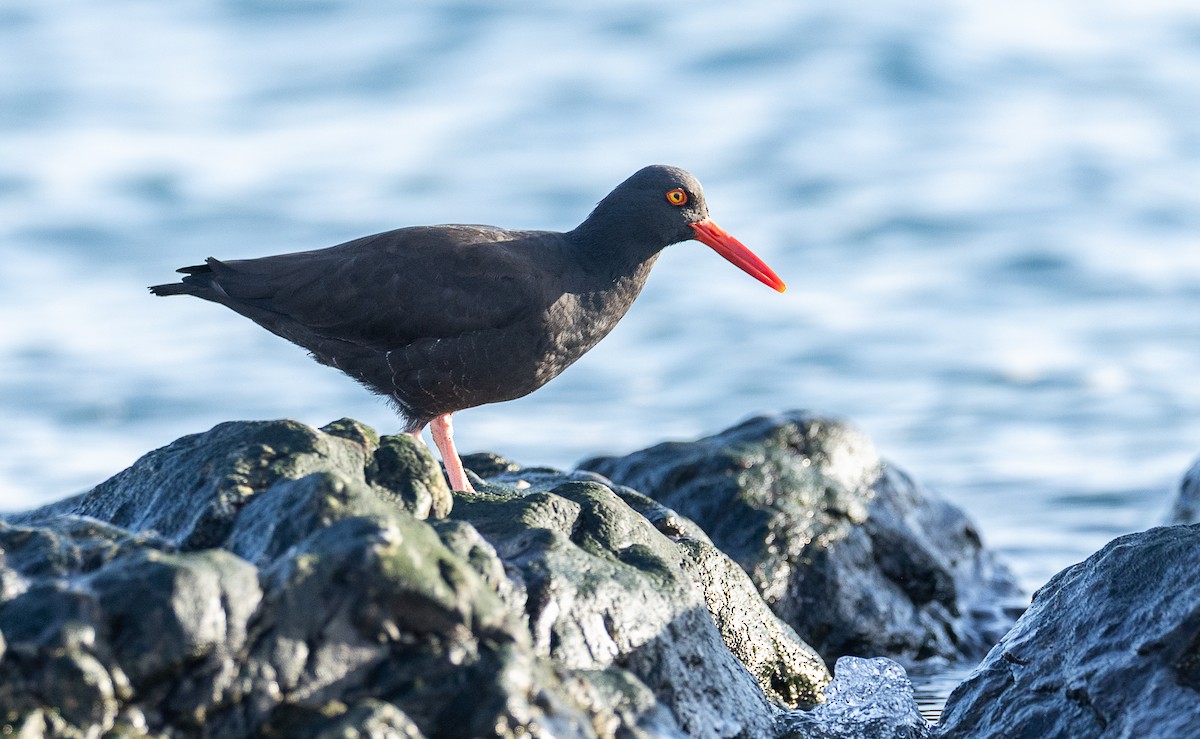 Black Oystercatcher - ML645090374