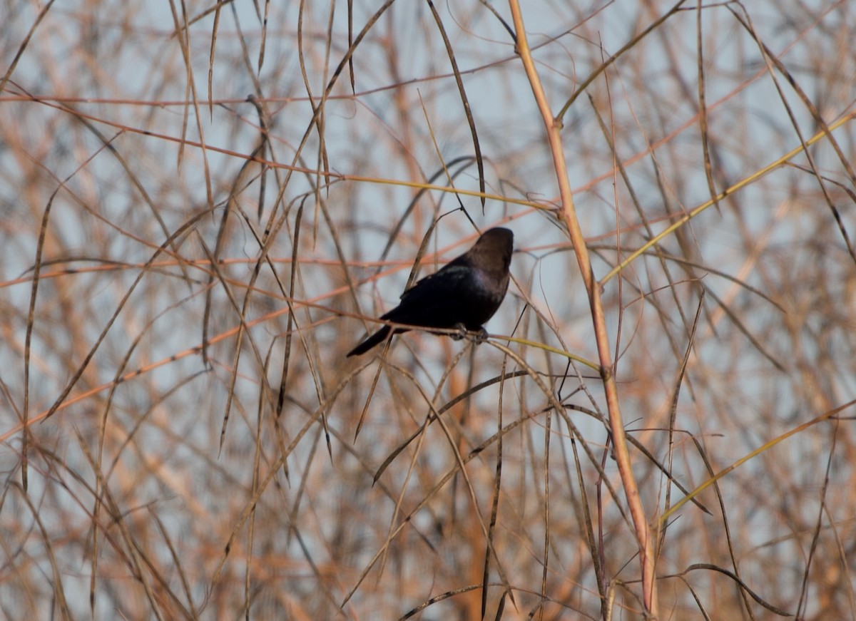 brunhodetrupial - ML645090378