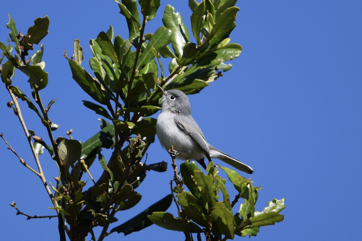 Комароловка сиза - ML645090383