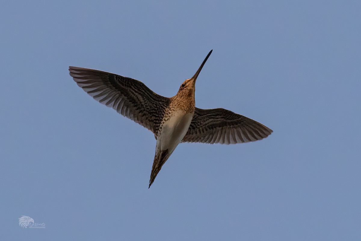 ハリオシギ - ML645090389