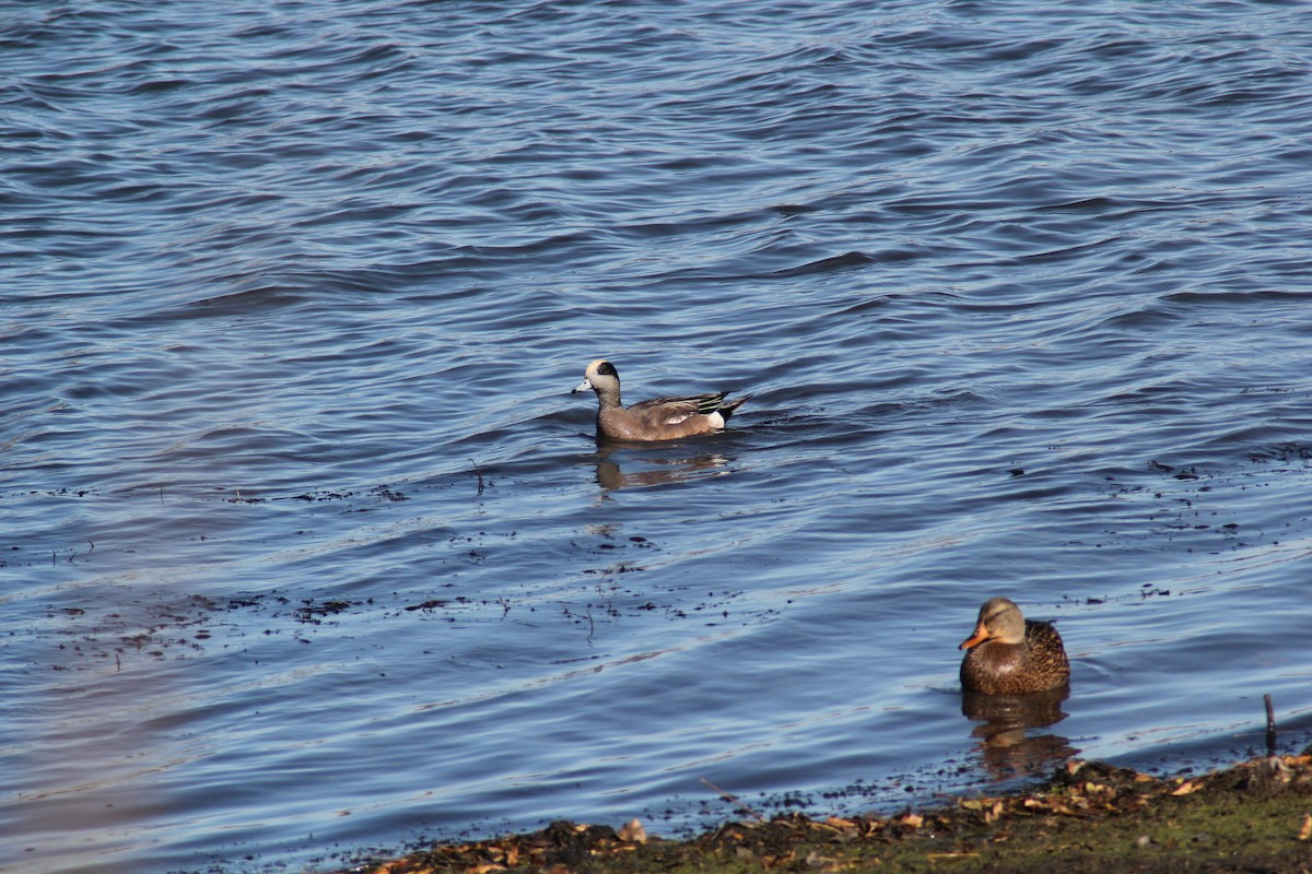 葡萄胸鴨 - ML645090390