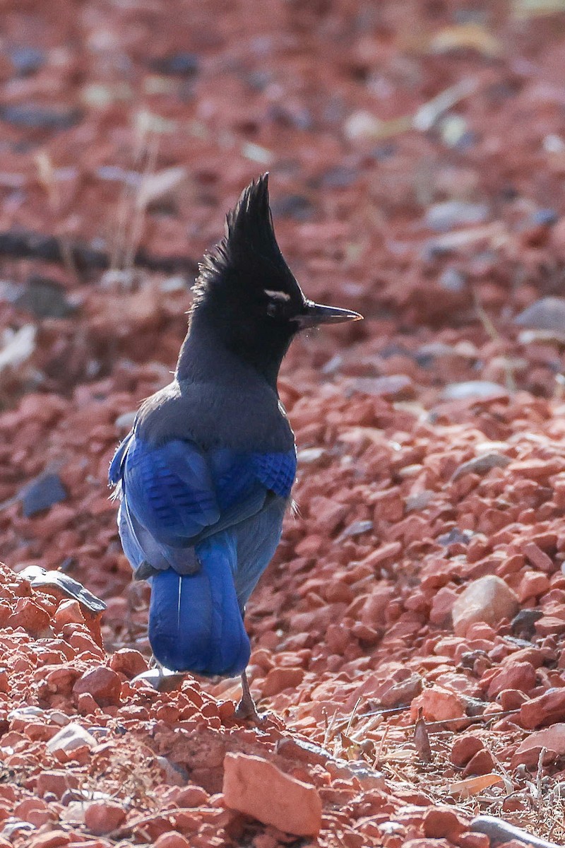 Стеллерова сойка - ML645090405