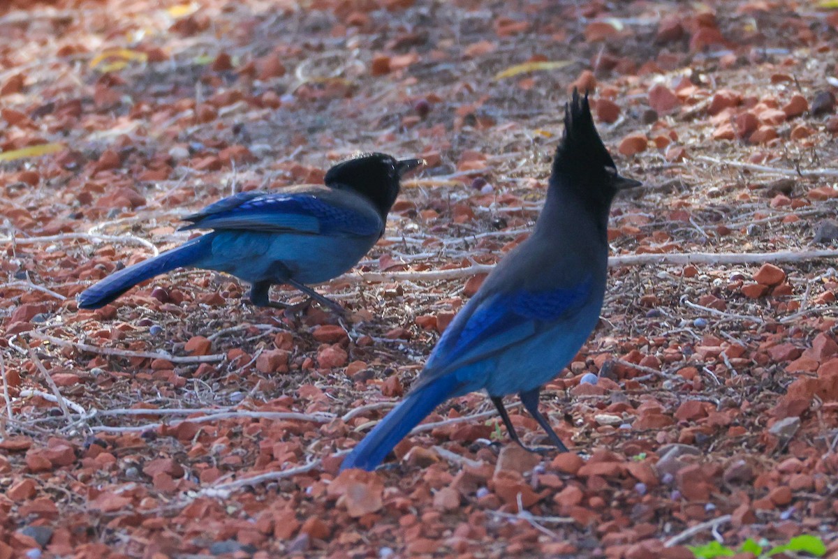 Стеллерова сойка - ML645090406