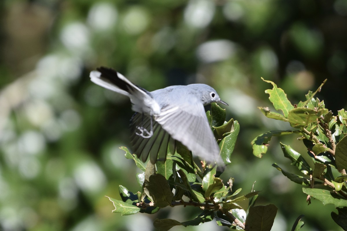 Комароловка сиза - ML645090412