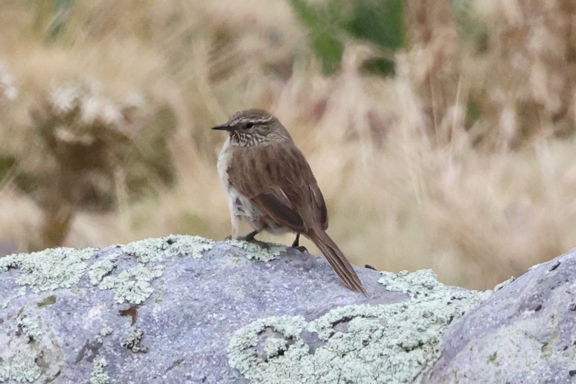 Synallaxe terrestre - ML645090418