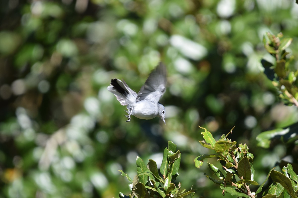 Комароловка сиза - ML645090424