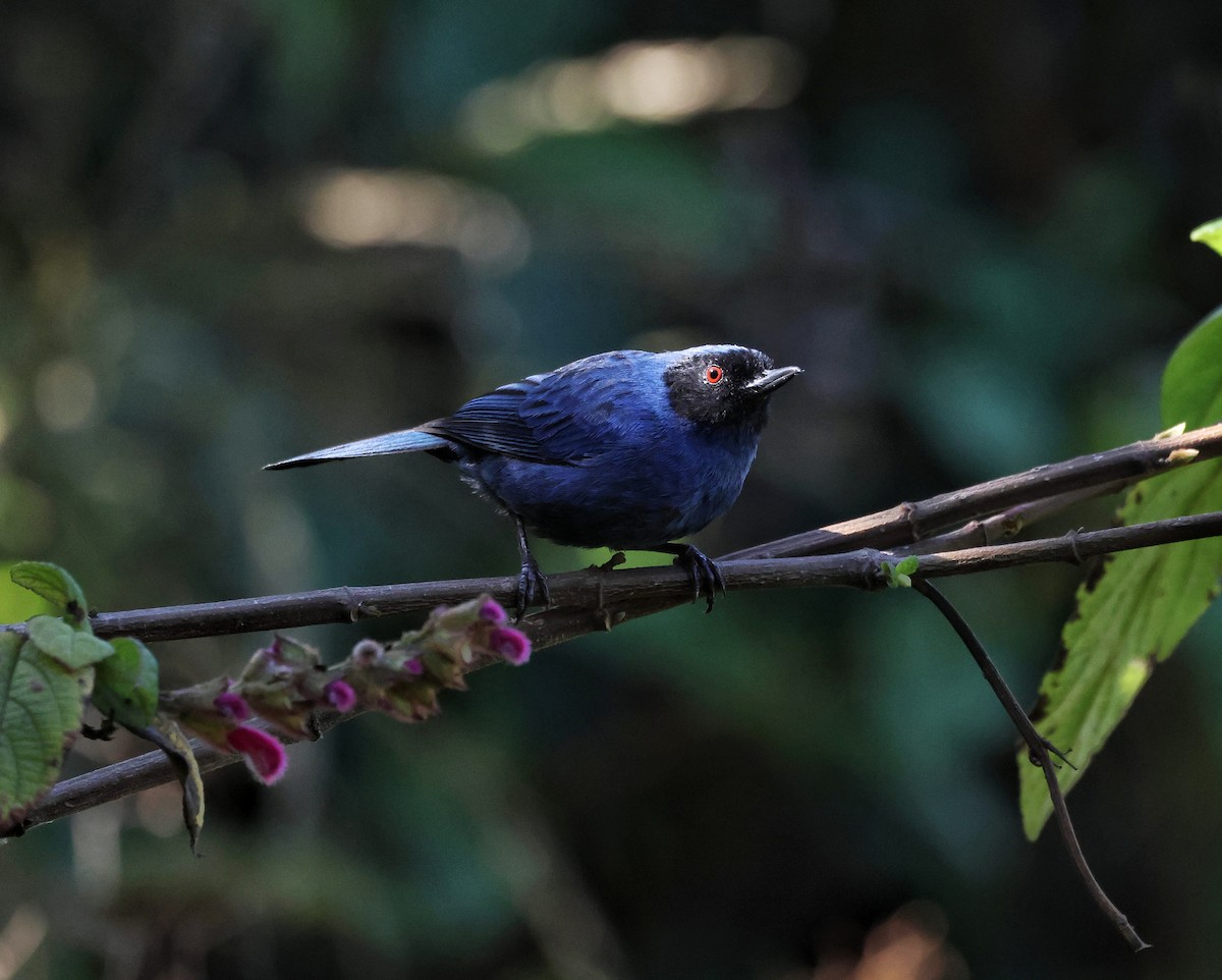 Masked Flowerpiercer - ML645090435