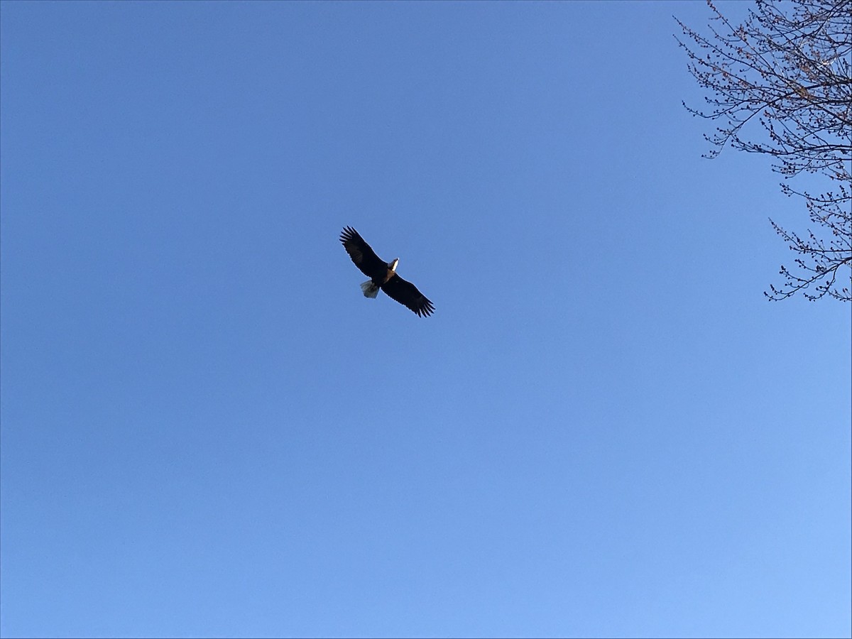 Bald Eagle - ML645090450