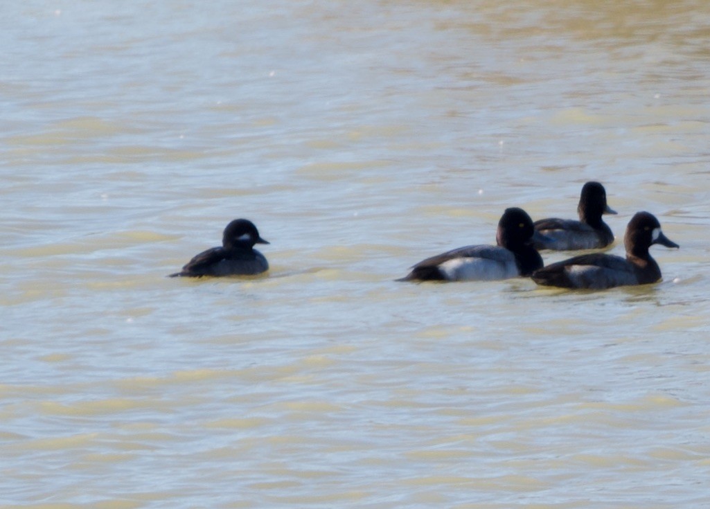 Гоголь-головастик - ML645090451