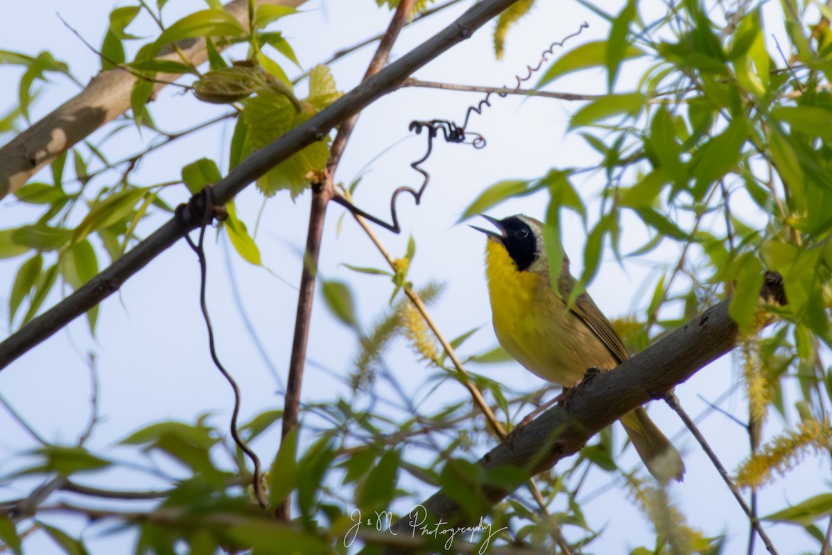 Common Yellowthroat - ML645090464