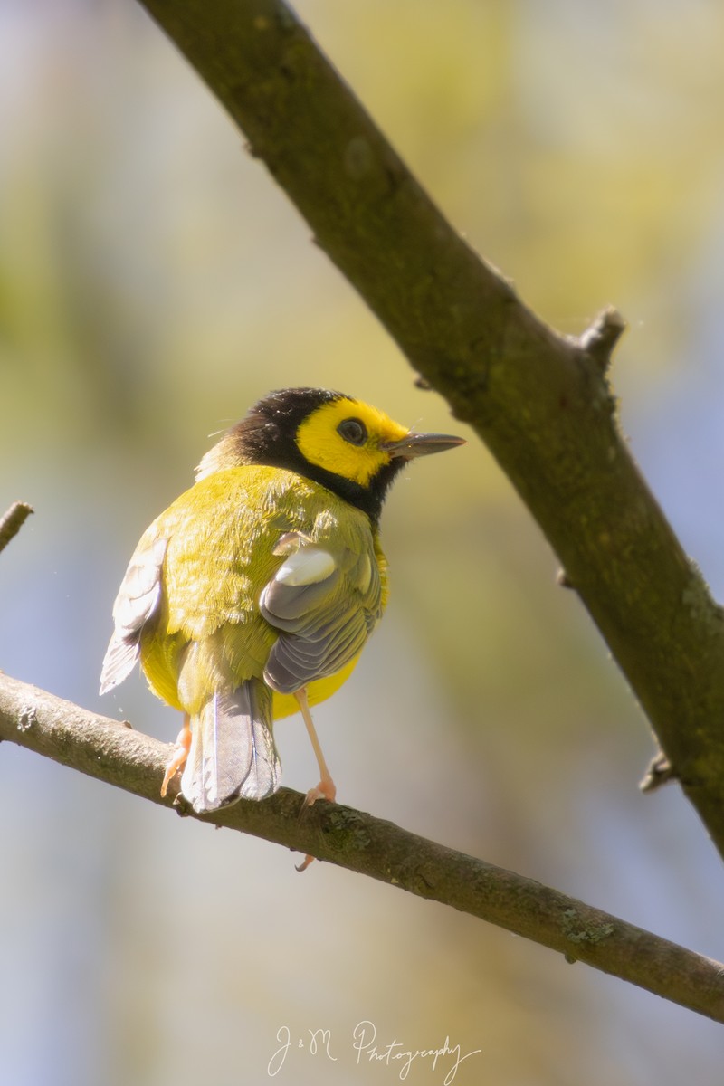 Болотянка чорногорла - ML645090466