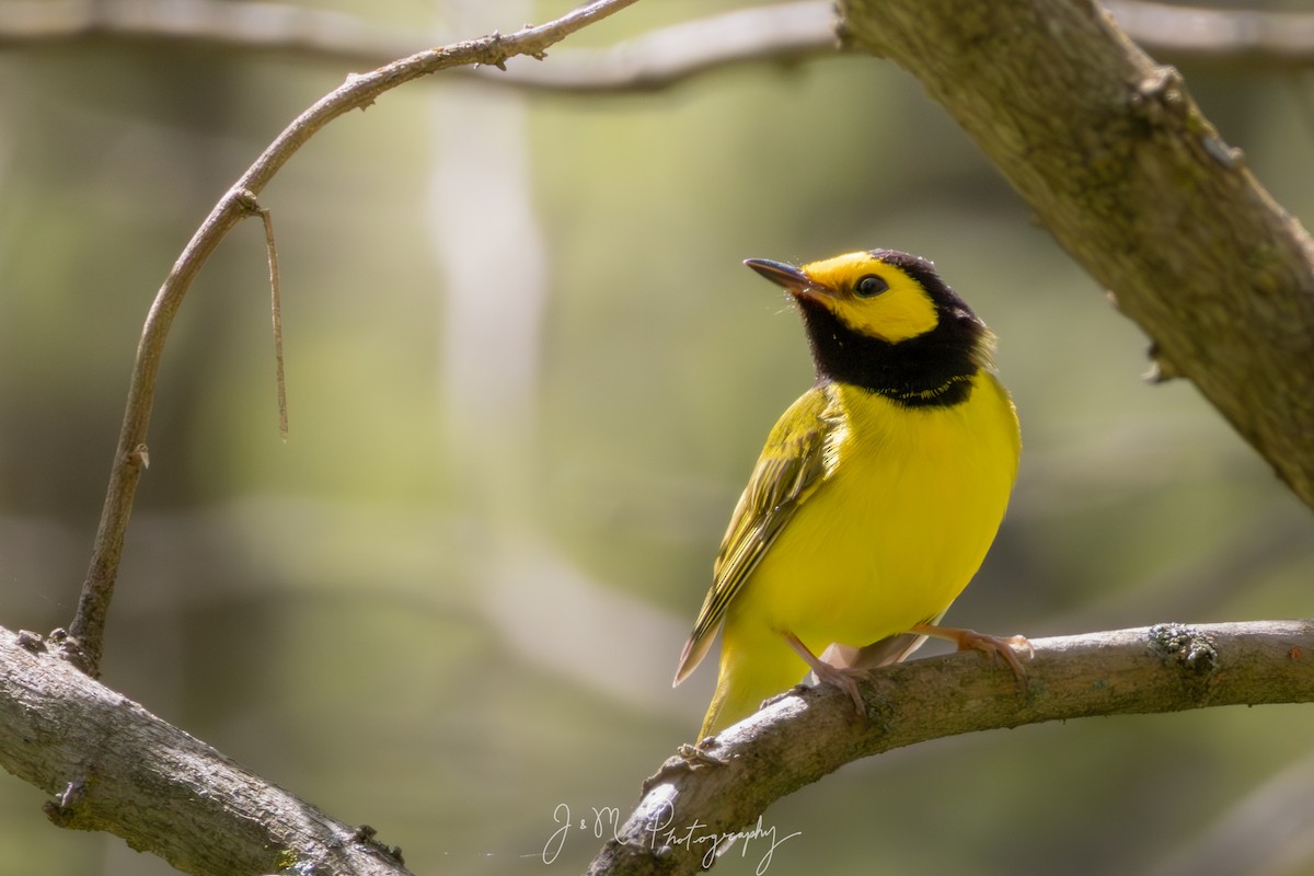 Болотянка чорногорла - ML645090467