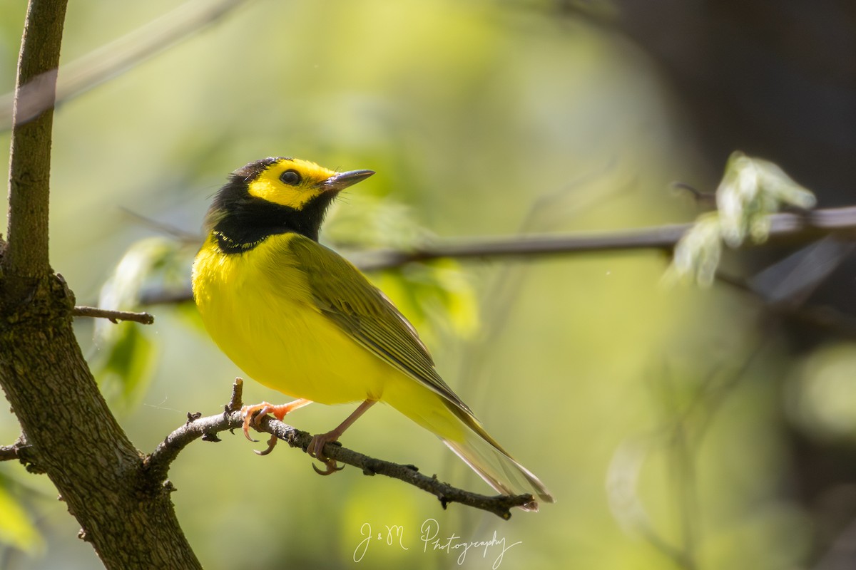 Болотянка чорногорла - ML645090468