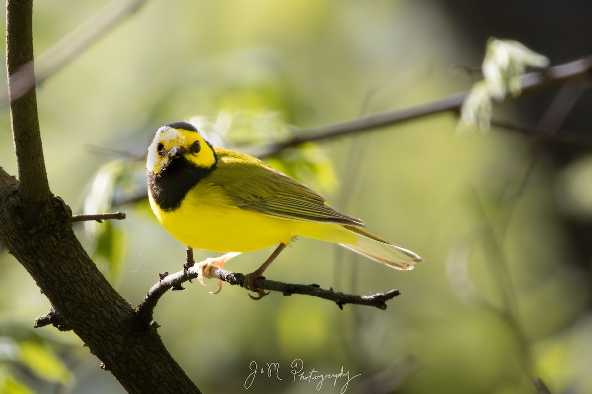 Болотянка чорногорла - ML645090469