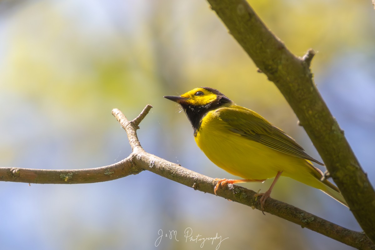 Болотянка чорногорла - ML645090470