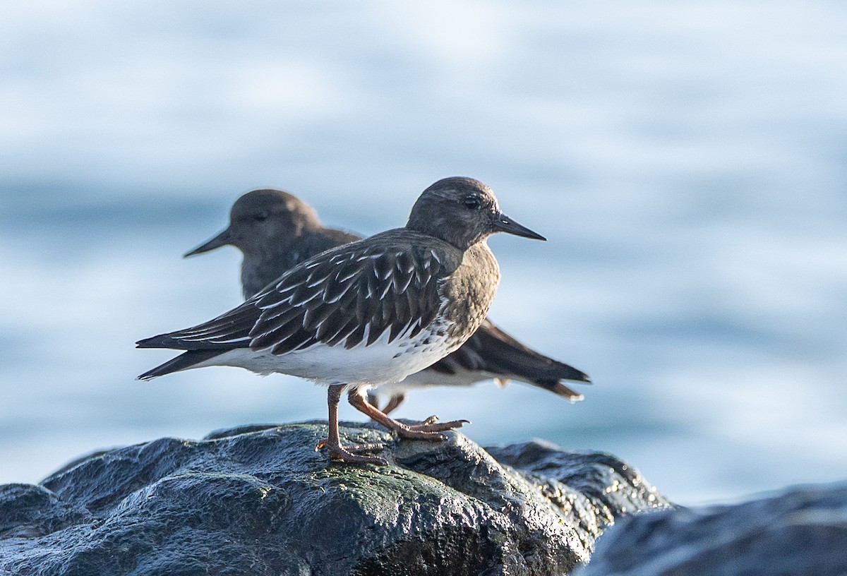 Black Turnstone - ML645090497