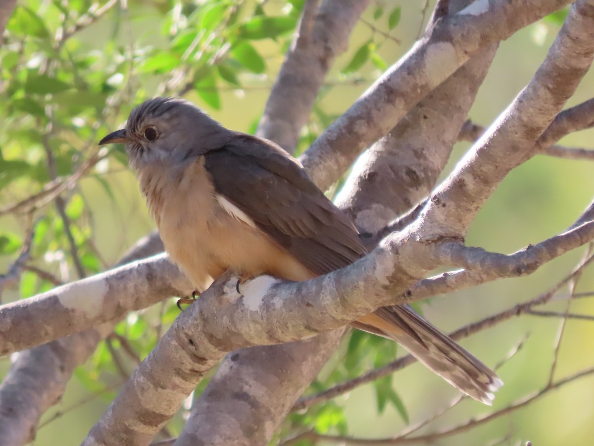 kukačka pokřovní - ML645090514