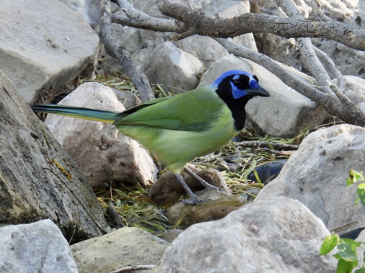 Green Jay - ML645090529