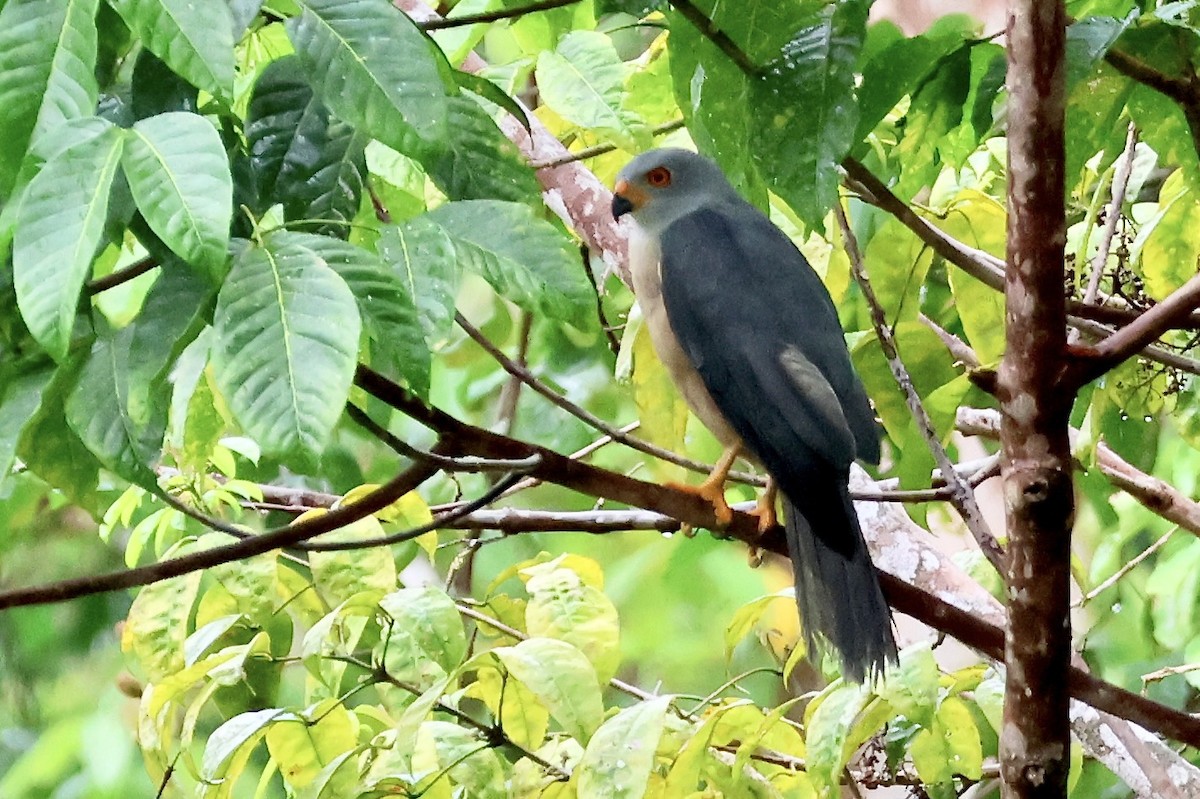 Variable Goshawk (Variable) - ML645090531
