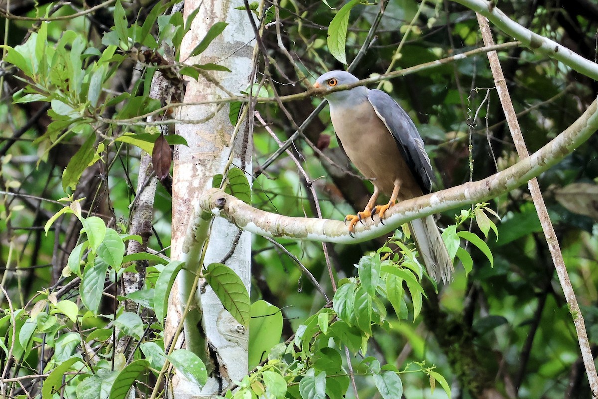 Variable Goshawk (Variable) - ML645090532