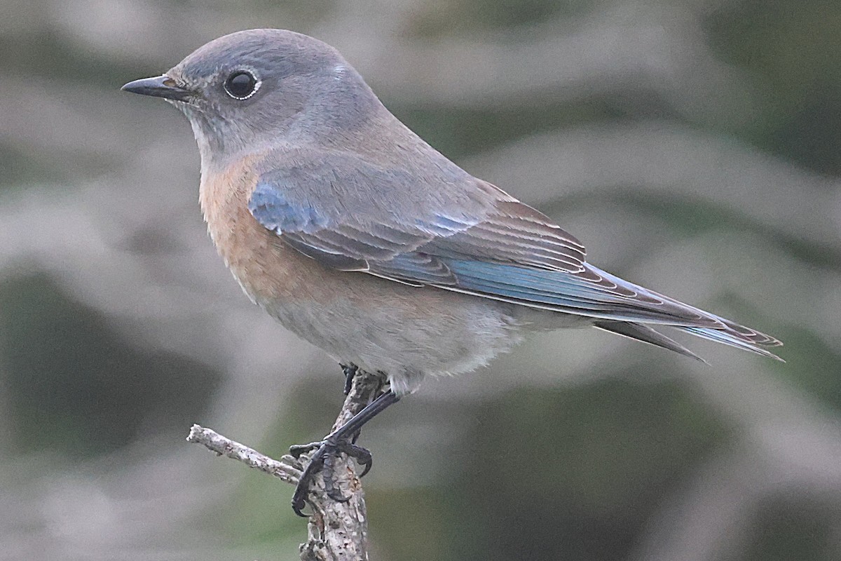 Western Bluebird - ML645090535