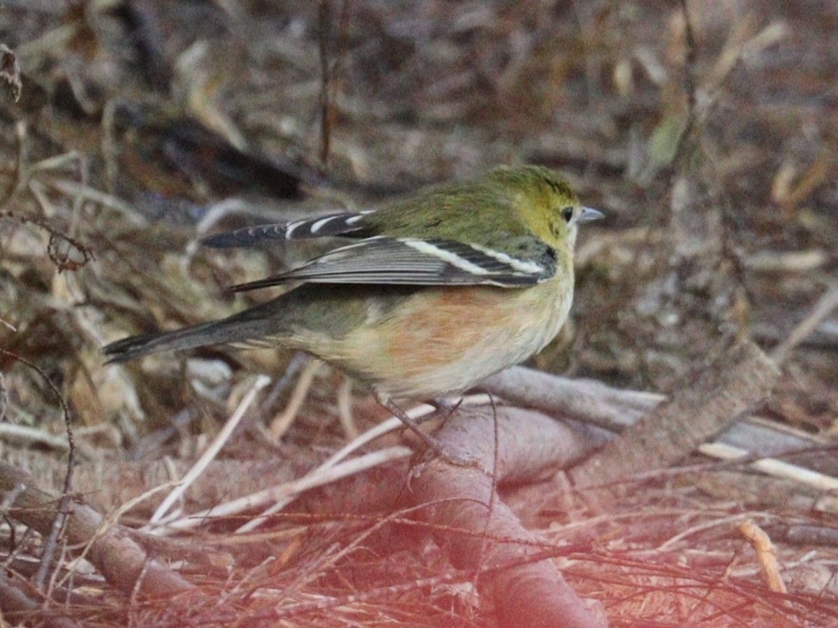 Bay-breasted Warbler - ML645090537