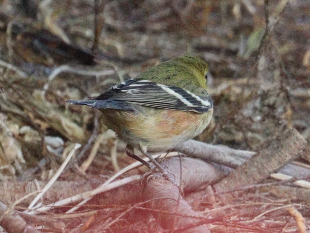 Bay-breasted Warbler - ML645090538